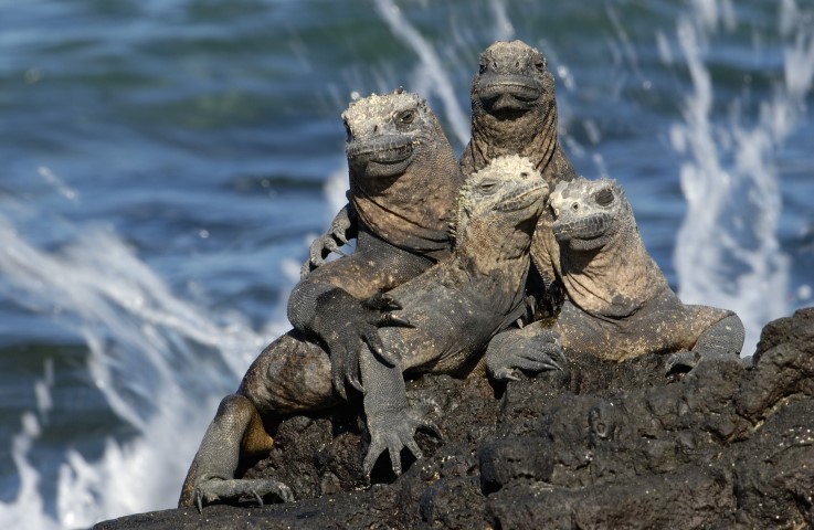 Galapágy Galapágy
